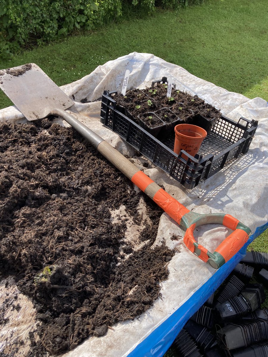 Recycling garden style , old pool table and old kids swimming pool used for my potting on table , Rubus experimental seedlings today