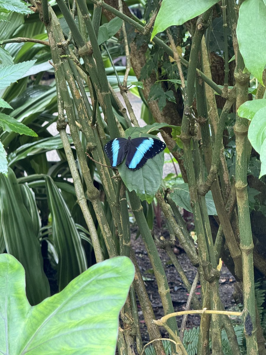 Last field trip of the year! 3rd grade had so much fun exploring the butterfly conservatory! 🦋 @WalnutCreekES