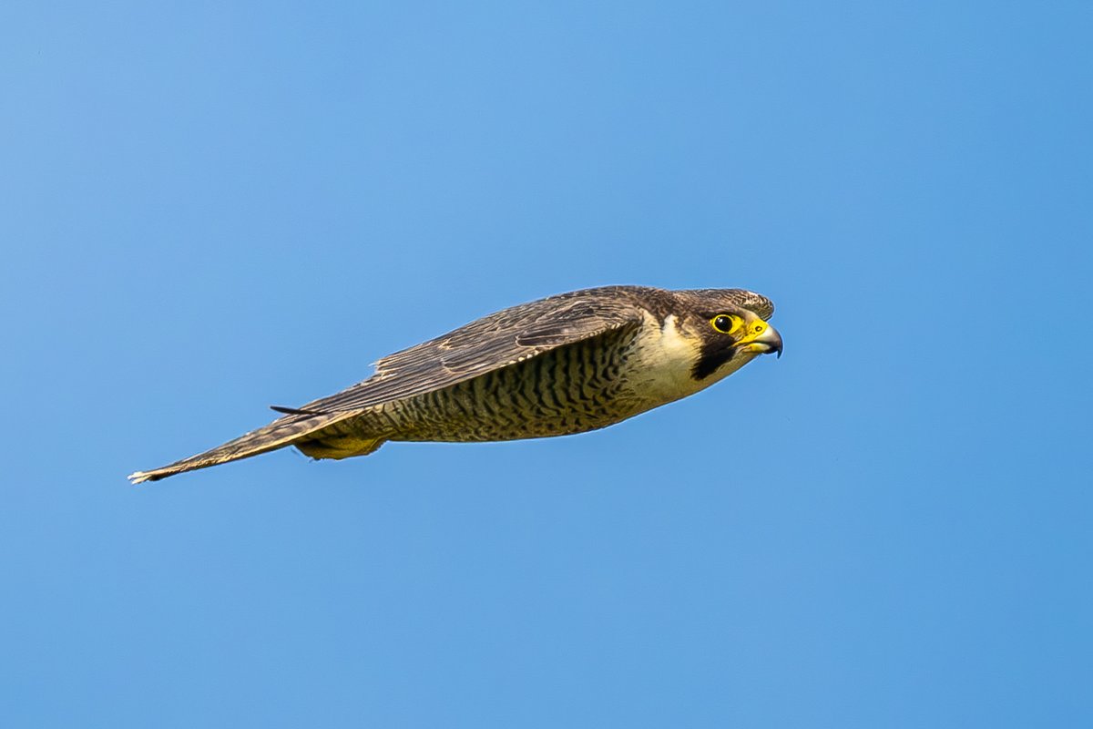 Peregrine Falcon (Falco peregrinus) sails by this morning at the the coast near Dover