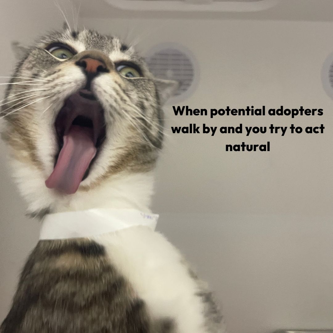 CalgaryHumane's tweet image. Happy Friday! 🥳

#YYC #Calgary #AdoptablePets
