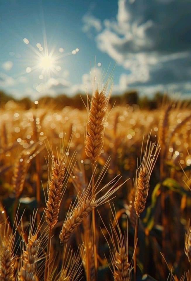 عِجاف القلوب لن ينفع معهم وُد ..
حتى ولو زرعت لهم سبع سنين سنابل حُب ..