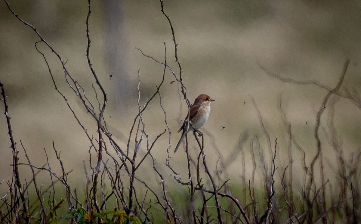 An influx of Red-backed Shrikes around Aberdeenshire🏴󠁧󠁢󠁳󠁣󠁴󠁿 over the last few days! Managed to catch up with this female at Rattray this morning! No sign of the male at the old Kirk unfortunately.