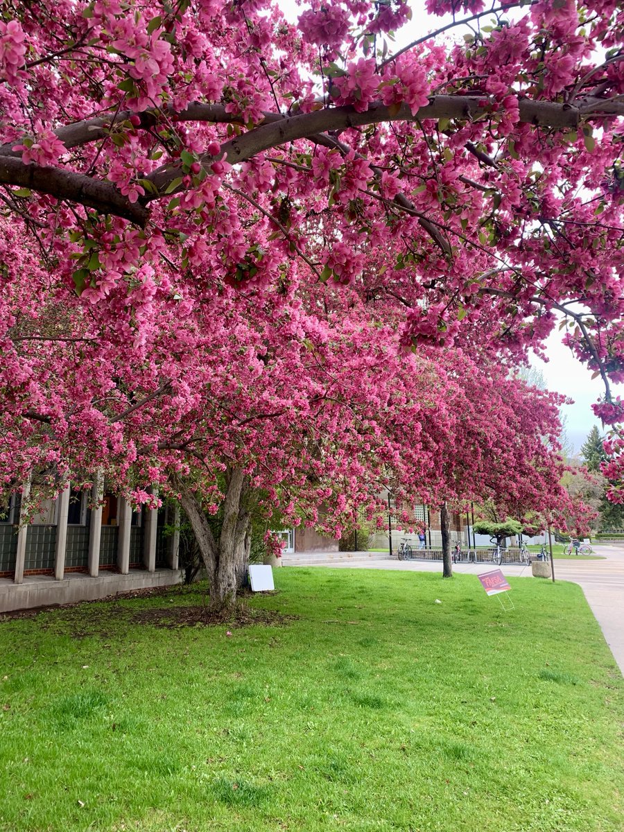 Montana blooms 🌸