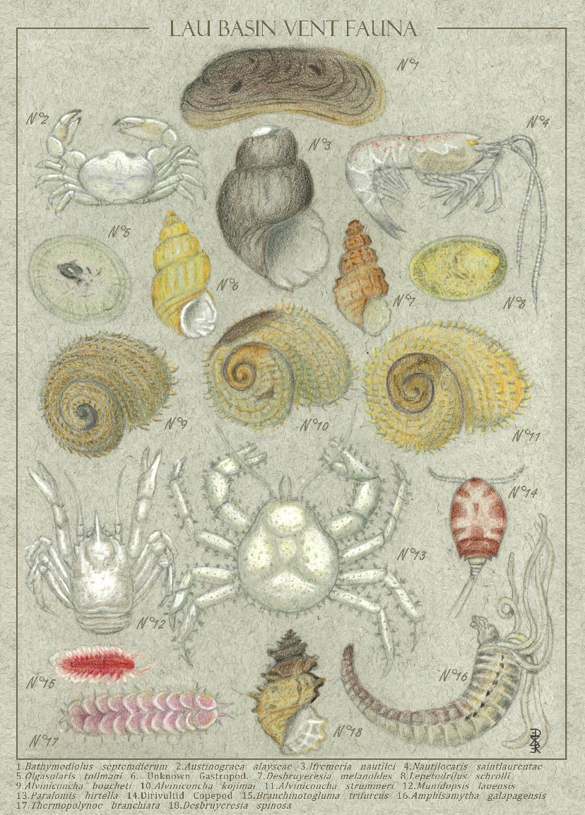 I want to share some posters I’ve made highlighting the unique fauna of the deep sea habitats I’ve been so privileged to study. These regions inspire me to continue exploring and studying our oceans.

Available on my Etsy shop NoDexterity. #deepsea #inverts #vents #seeps #drawing