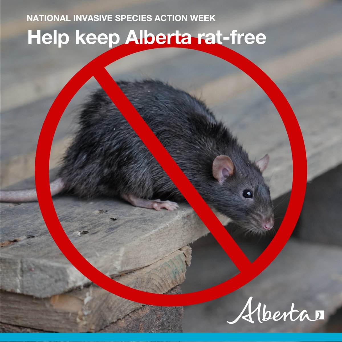 Since 1950, Alberta has been the only rat-free province in Canada. 

Let’s keep it that way! If you see any signs of them in your field, barn or anywhere else – report them by calling 310-FARM or emailing 310rats@gov.ab.ca 🚫🐀

#abag #NISAW