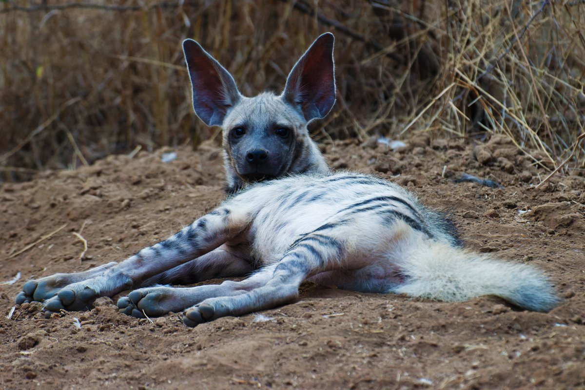 Intriguing Striped Hyena: The Shy Carnivore of Diverse Habitats!

@pargaien @UKNikon #indiaves @Natures_Voice #ThePhotoHour #BBCWildlifePOTD @AnimalPlanet @DiscoverKorea_ @WildlifeMag @NikonUSA #natgeoindia @DiscoverMag @BBCEarth #wildlife @natgeowild @AnimalPlanetIn #mammals