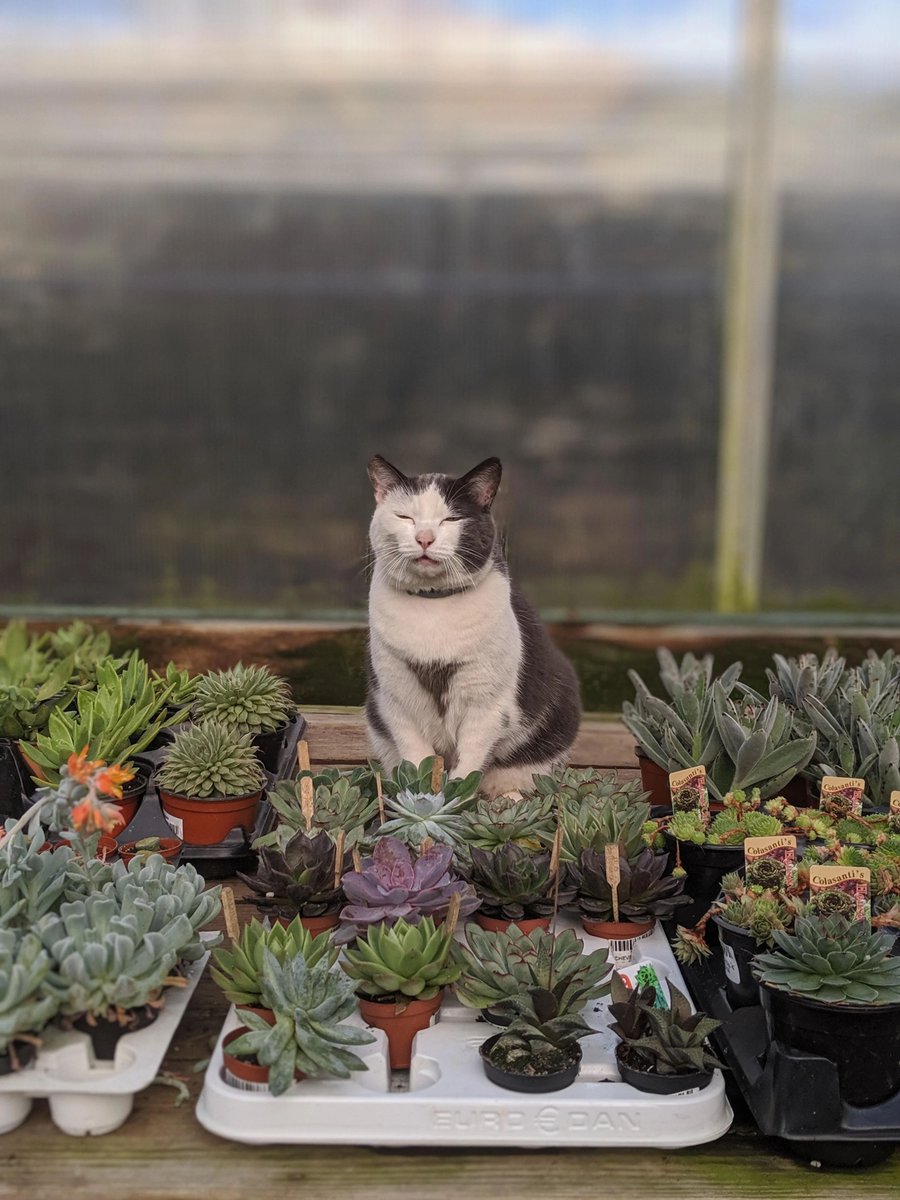 If you wish to buy any succulents, please pay the cashier in kitty kibble or catnip.