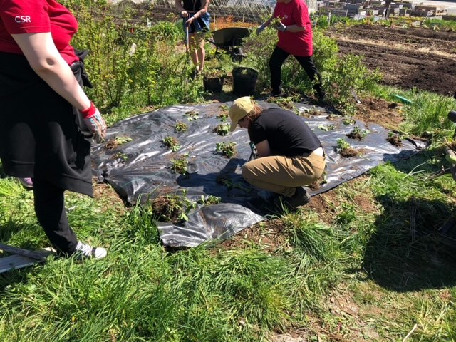 There is simply no better way to celebrate the arrival of sunny days than to spend an afternoon volunteering at @the_north_grove community farm. Thank you to Katie, Emmit, Kath & the whole TNG team for engaging our volunteers to help prep a strawberry patch! #MCPartnersOnPurpose