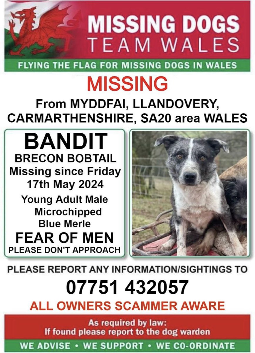 🔺FEAR OF MALES, PLEASE DO NOT APPROACH, SIGHTINGS TO NUMBER ON POSTER ONLY 🔺
❗BANDIT MISSING From #MYDDFAI, #LLANDOVERY, #CARMARTHENSHIRE, #SA20 area #WALES ❗
❗SINCE FRIDAY 17th MAY 2024.
🔺FEAR OF MALES, PLEASE CALL NUMBER ON POSTER WITH ANY SIGHTINGS/INFORMATION 🔺