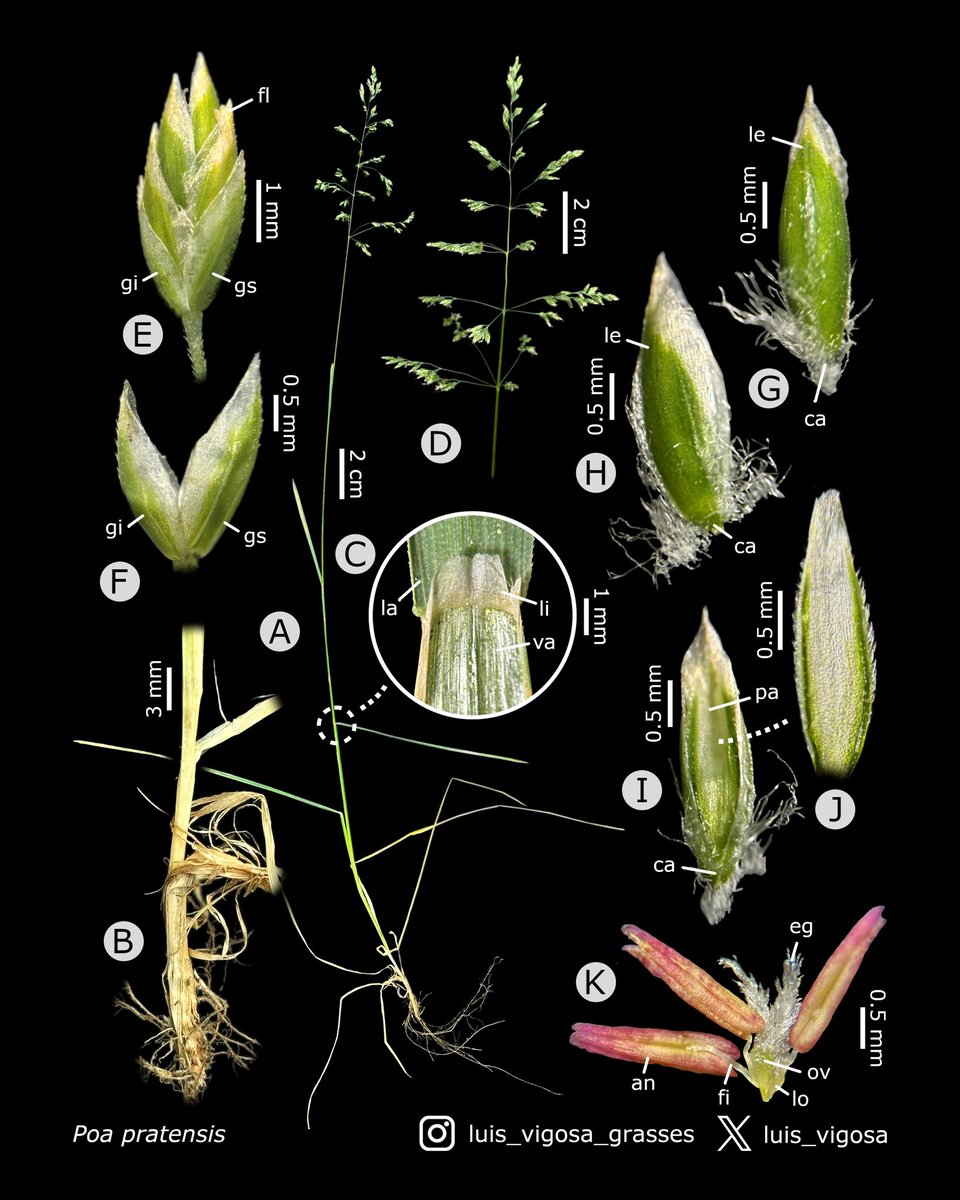 Poa pratensis (Poaceae)
#botany #grasses #taxonomy #plants