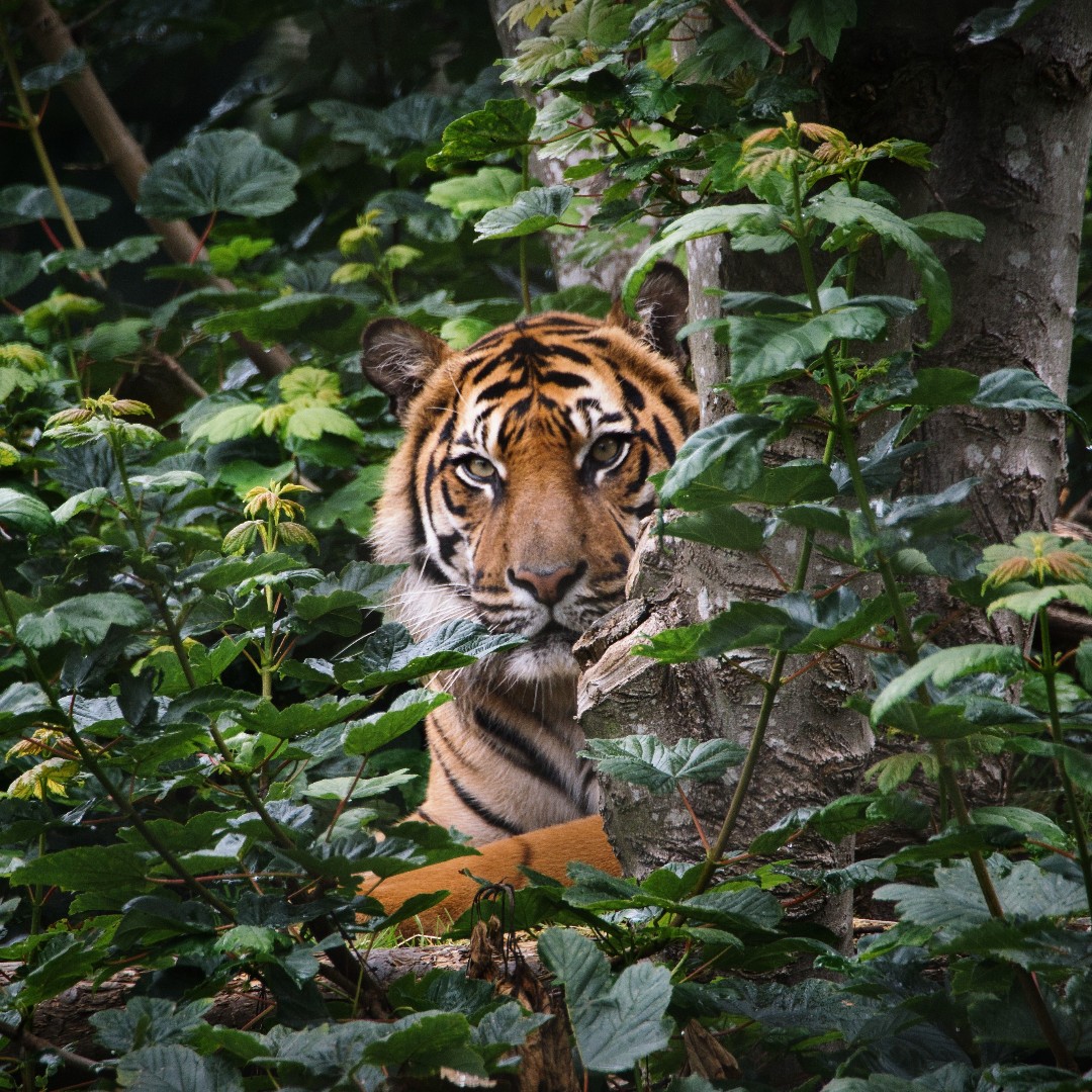 Sumatran Tiger's stripes are narrower than other tiger species, allowing them to better camouflage themselves in the dense vegetation of the Indonesian jungle 🌿🐯🌿 📸: John Dawson #SupportingConservation #WelshMountainZoo #NationalZooOfWales #Eryri360 #NorthWales #Tiger