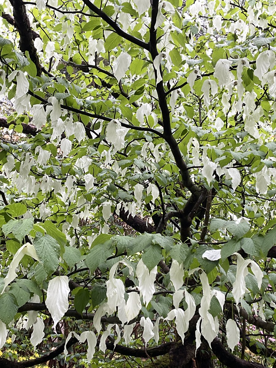 Davidia involucrata simply stunning @BenmoreBotGdn