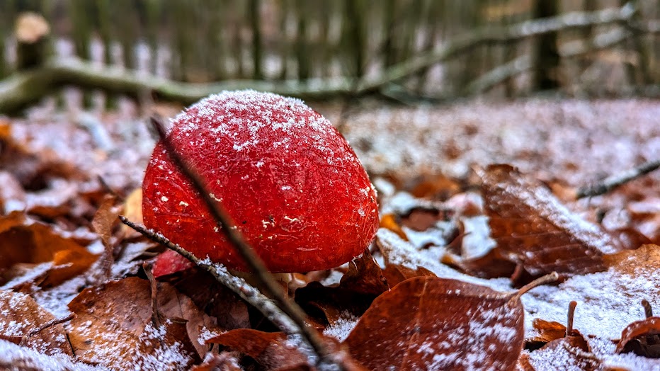 C'est le nez rouge de dame Nature :-) / It's Mother Nature's red nose :-) / Spéc. : Google Pixel 6, ƒ/1,85, 1/197, 6,81 mm, 428 ISO / #photographie #photography #Google #Pixel #TeamPixel #GooglePixel #champignon #mushroom #FungiFriends