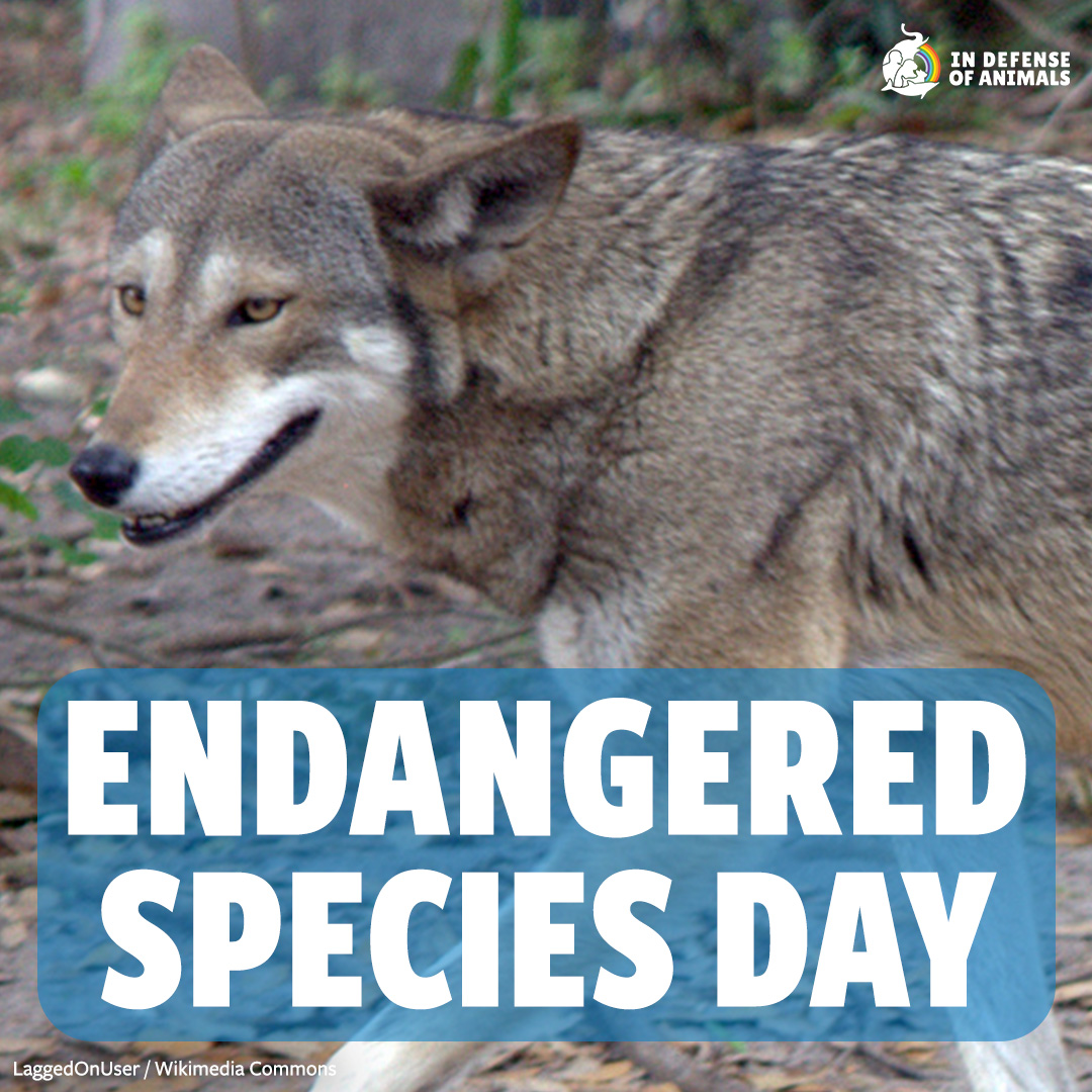 #EndangeredSpeciesDay is the perfect day to learn about species at risk of extinction & how we can protect them. Check out this video about a litter of pups born to a couple of #CriticallyEndangered #RedWolves, whose numbers are under a couple dozen total: bit.ly/4bnPdIj