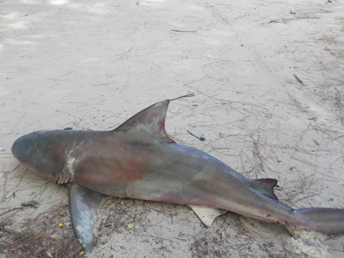 New hopefully influential paper lead by <a href="/SciencesNCL/">Sciences at Newcastle</a> graduate <a href="/andrewj_temple/">Andrew Temple</a>. Small-scale fishers target threatened large predators. Long-term fisher income, ecosystem balance &amp; productivity traded for short-term economic gain. Management urgently needed to change practice.