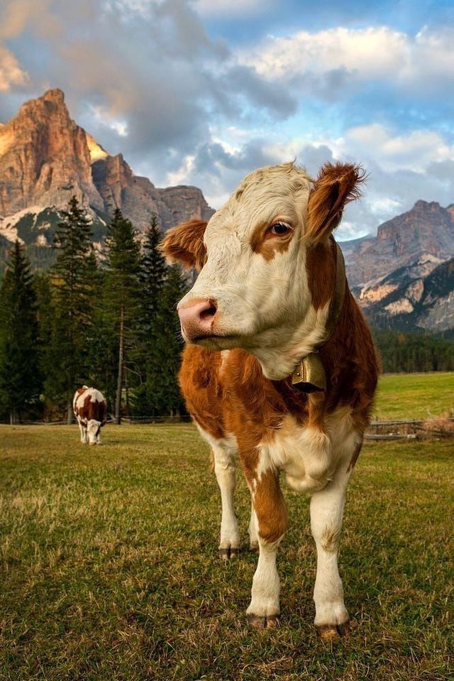 Worried about pesticides and glyphosate? Eat steak.

Cows have 4 stomachs and are able to rapidly digest and excrete glyphosate in their urine and sh*t so that it doesn't end up in your food...

Unlike vegetables which are just coated in this toxic garbage.

God bless the cow