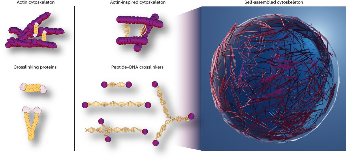 Nature Portfolio (@natureportfolio) on Twitter photo An article in <a href="/NatureChemistry/">Nature Chemistry</a> discusses how a programmable peptide–DNA nanotechnology approach is a powerful platform towards the construction of functional, fully artificial cells. go.nature.com/3QNYq4x An article in <a href="/NatureChemistry/">Nature Chemistry</a> discusses how a programmable peptide–DNA nanotechnology approach is a powerful platform towards the construction of functional, fully artificial cells. go.nature.com/3QNYq4x