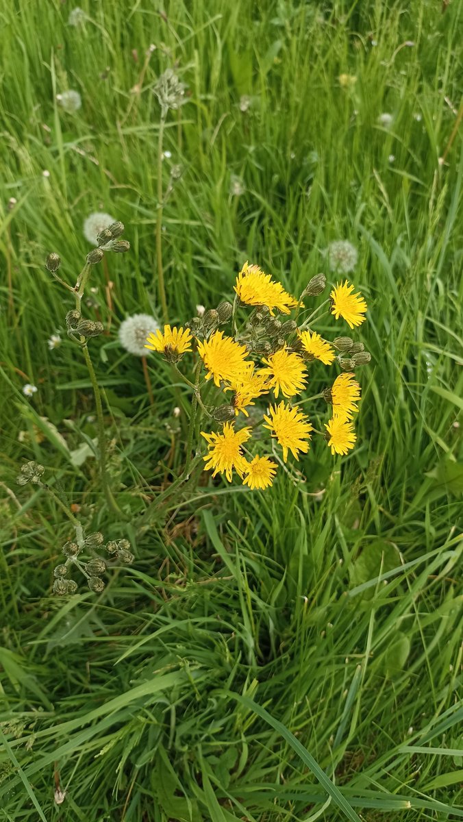 Some wonderful flowers seen around Middlesbrough today in the uncut grass. Moths everywhere.
1.   Cuckoo flower      
2.Orchid (not sure which kind, can anyone identify?)   
3.  Hawkweed
4.  Birds foot trefoil
@Love_plants #NoMowMay