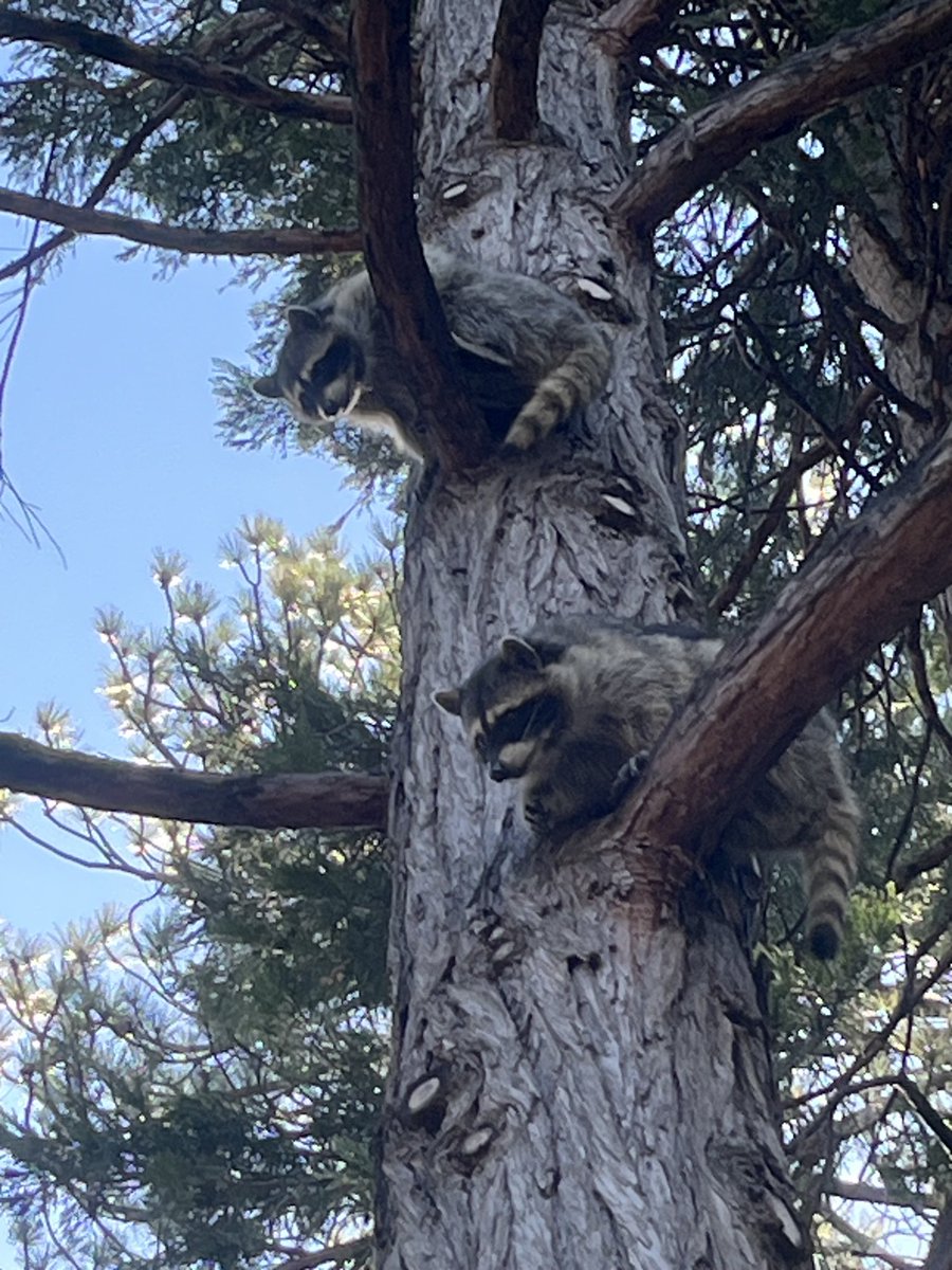 In the woods last weekend, I got a very clear “get off my lawn” look from these guys.