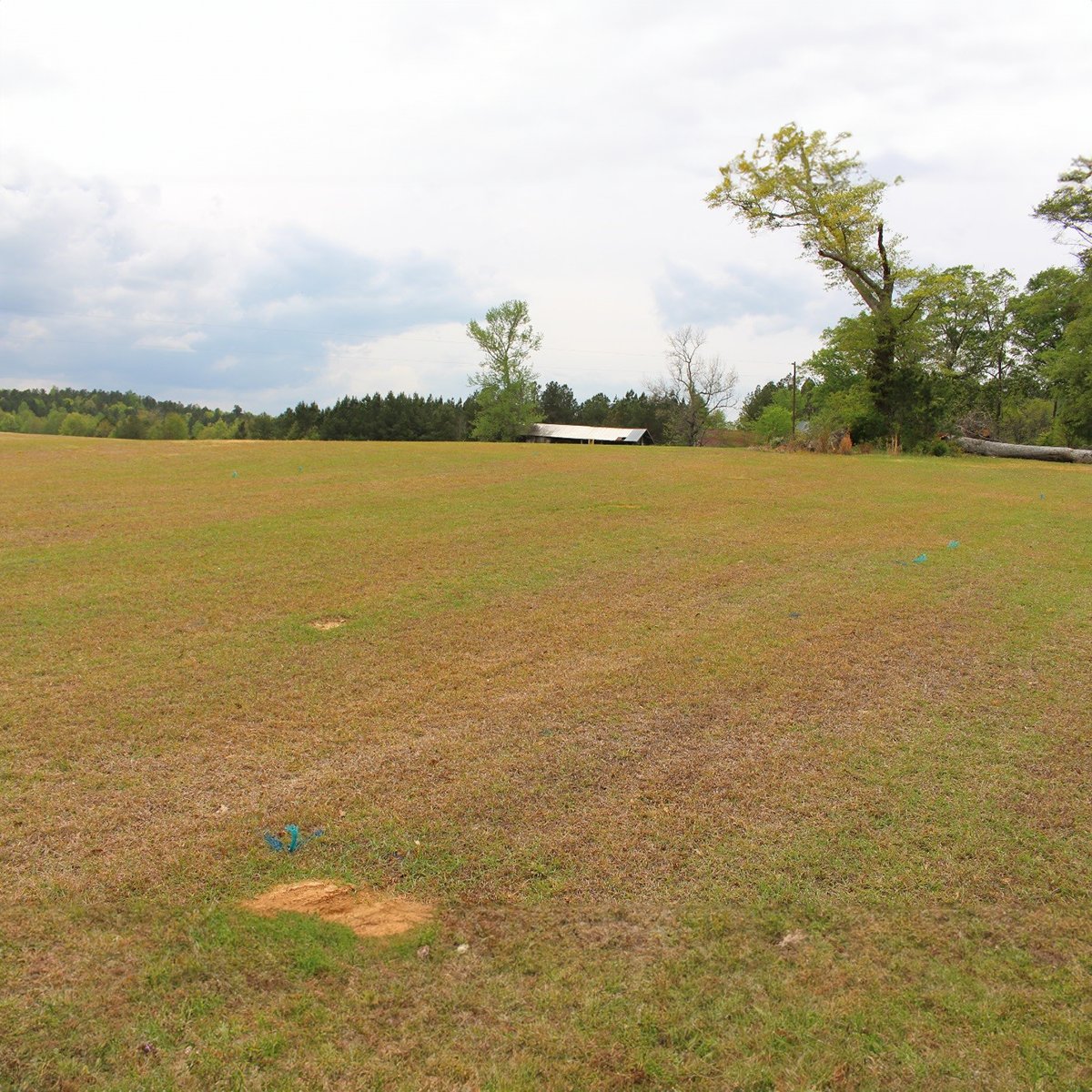 Centipedegrass injury due to drought conditions in the fall of 2016. Get insights into the centipedegrass conundrum in @ALTurfgrassAsn magazine > theturfzone.com/ata/?ascat=71&…