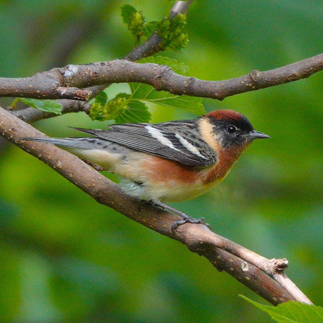 Bay-breasted Warbler. When these striking birds start showing up, the end of spring migration is near… #baybreastedwarbler #warbler #warblers #birding #springmigration #birdphotography #songbirds #centralpark #birdcp #birdcpp #birds #birdphotos #natgeo #natgeowild #urbanbirding