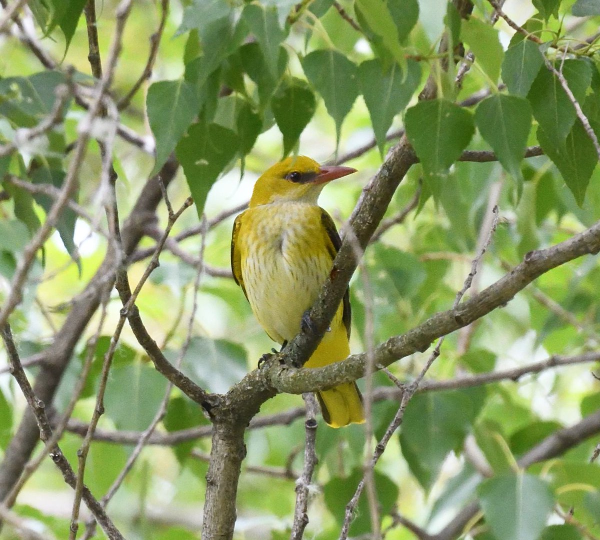 Today I'm a very happy bunny #GoldenOriole #Pyrenees after hours of patience and sitting amongst the brambly twigs😃