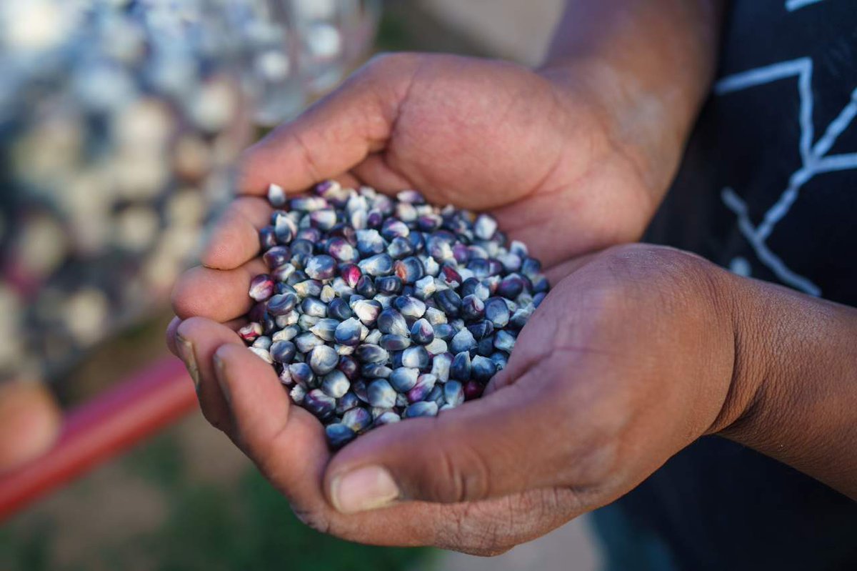 Acoma blue corn, long lost to the pueblo, grows again as Indigenous farms take root and Native food sovereignty blossoms. l8r.it/CBS3