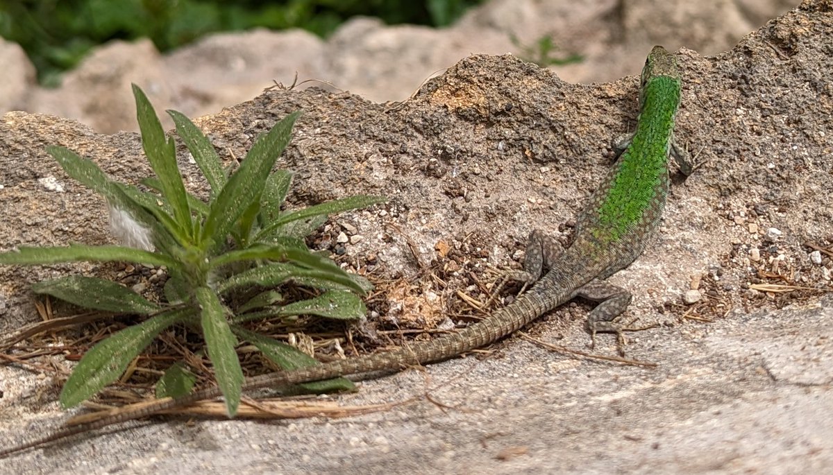 Is International Lizard Spotting a thing? 🤔