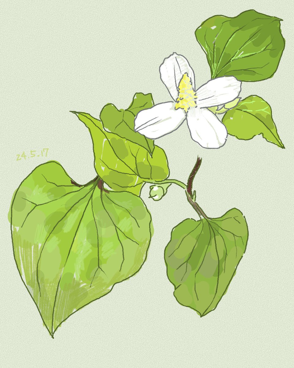 simple background flower no humans leaf white flower plant green background  illustration images