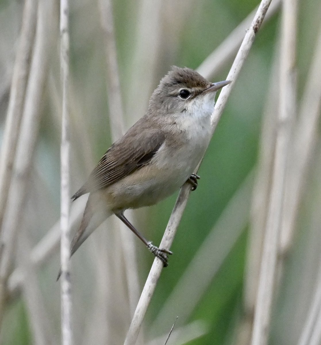 Warblers make the morning dog walk around the CWP so enjoyable
@CWPBirds @CotsLakesTrust @BTO_Wilts