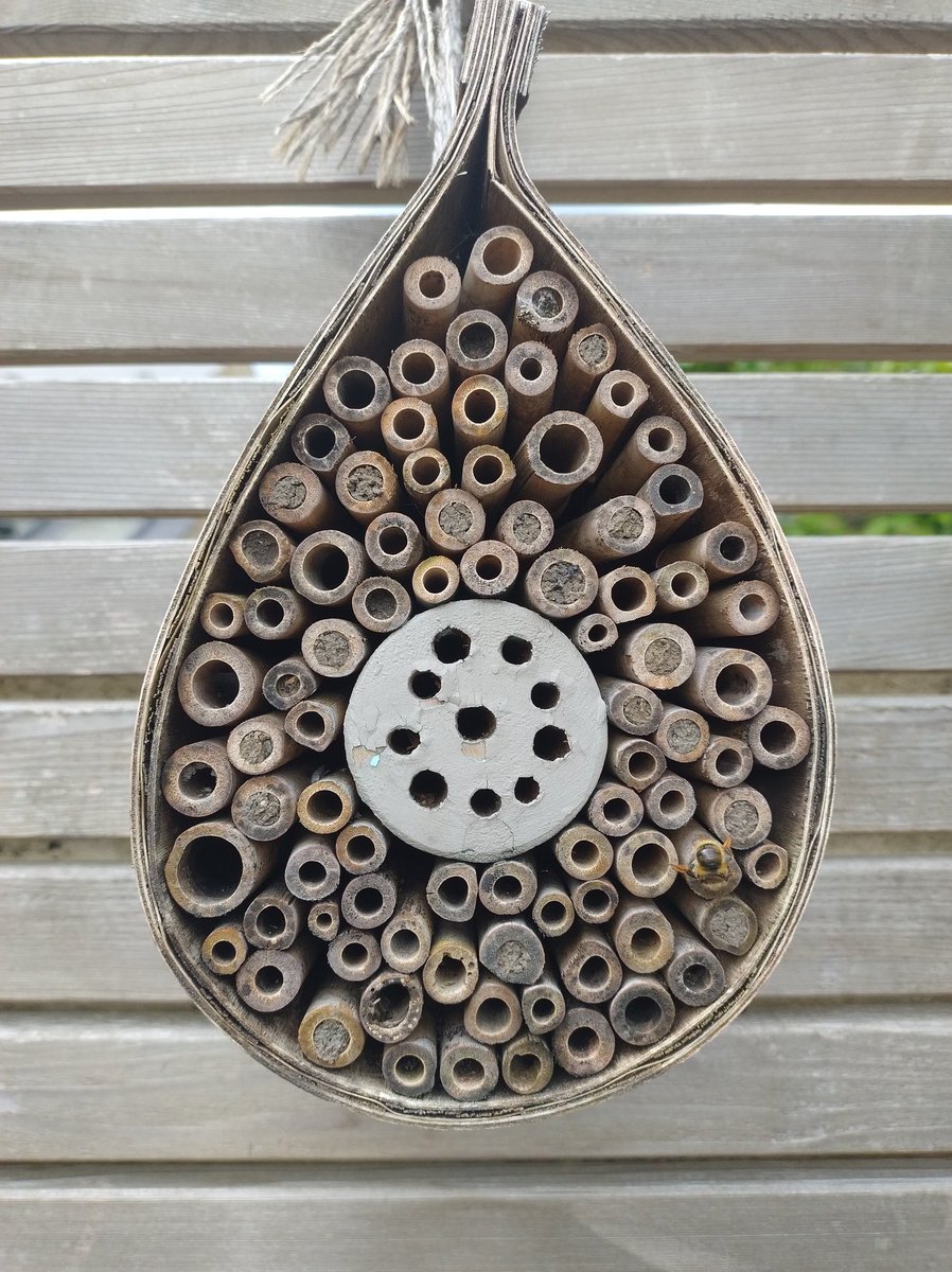 Occupancy of my #beehotel the best it's been so far.  One resident visible, hard at work.