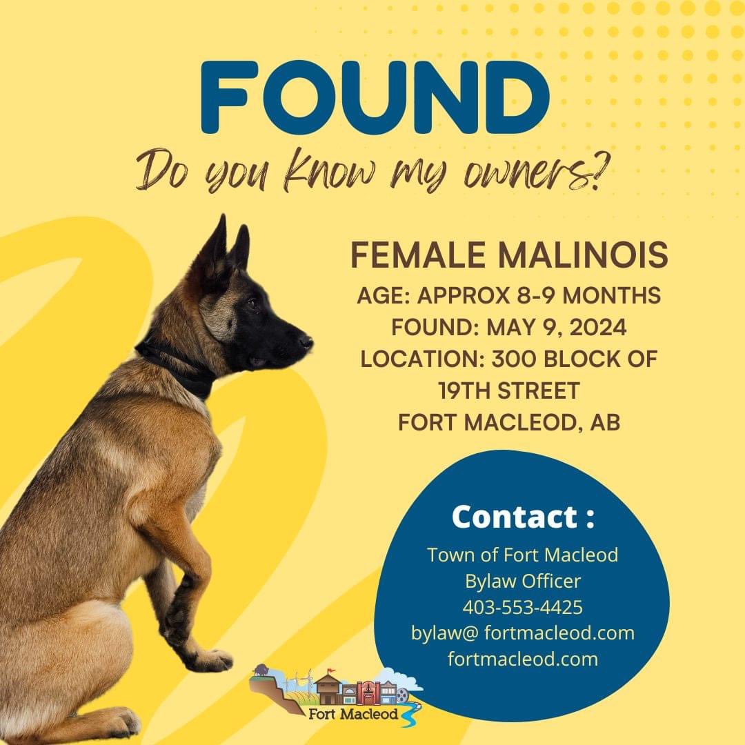 Someone has to be missing this sweet pup. Please share, so we can find her owner.
Contact the Town of Fort Macleod Bylaw Officer if you have any information by calling 403-553-4425 or emailing bylaw@fortmacleod.com.