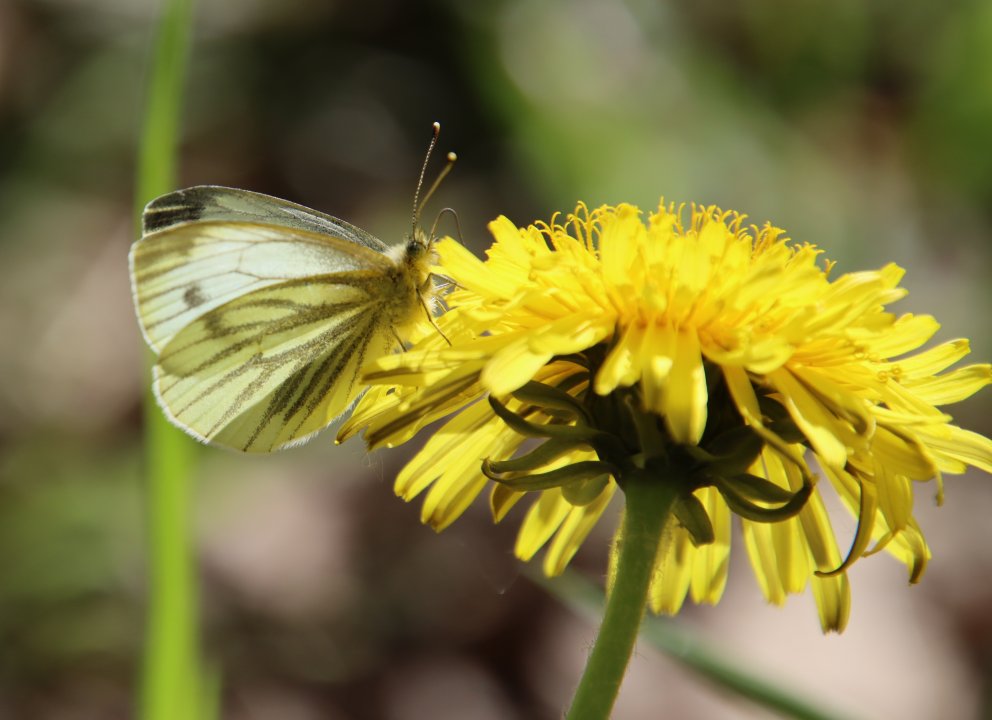 Wir freuen uns übrigens auch auf spannende Fotos von (nicht nur) Natur - für unseren Foto-Wettbewerb. 
Aus Löwenzahn könnte man übrigens auch für Menschen nützliche Dinge machen ... Der Weißling taugt nur als Deko.
imaginata.de/fotowettbewerb/