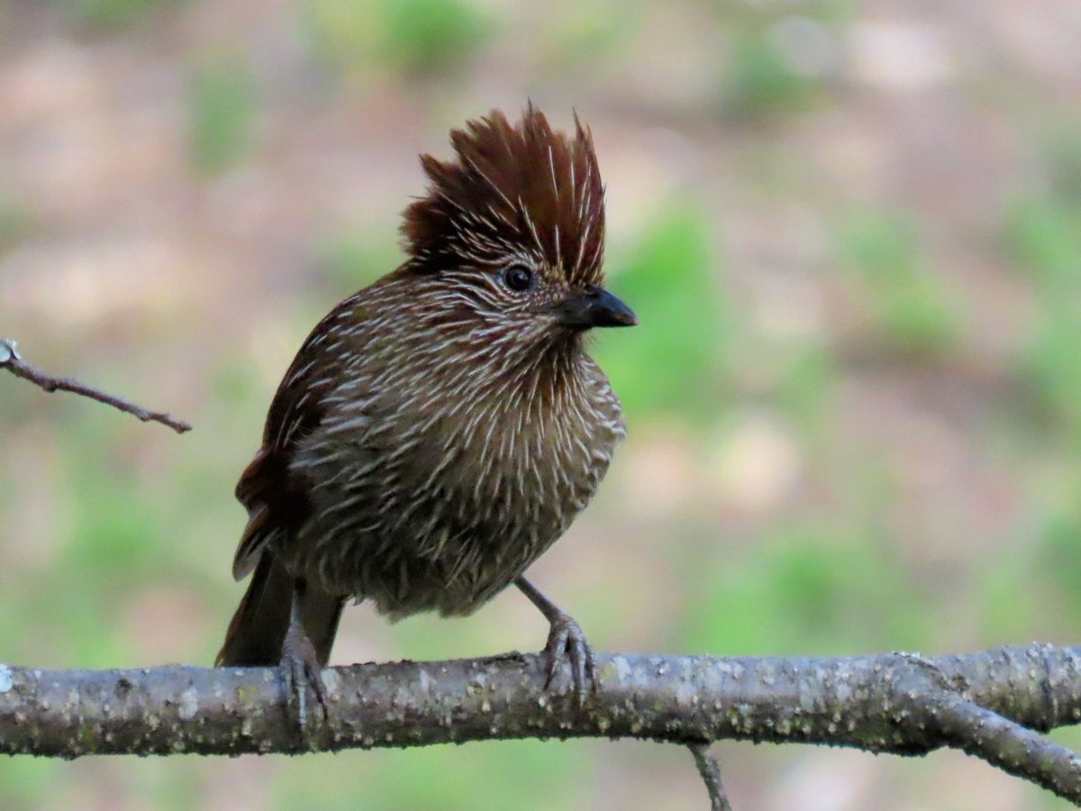 Striated laughingthrush

It was preening away to glory, obstructed by that twig, its back towards me...when suddenly my fortune turned.

#IndiAves #BirdsSeenIn2024 #ThePhotoHour
#Canon