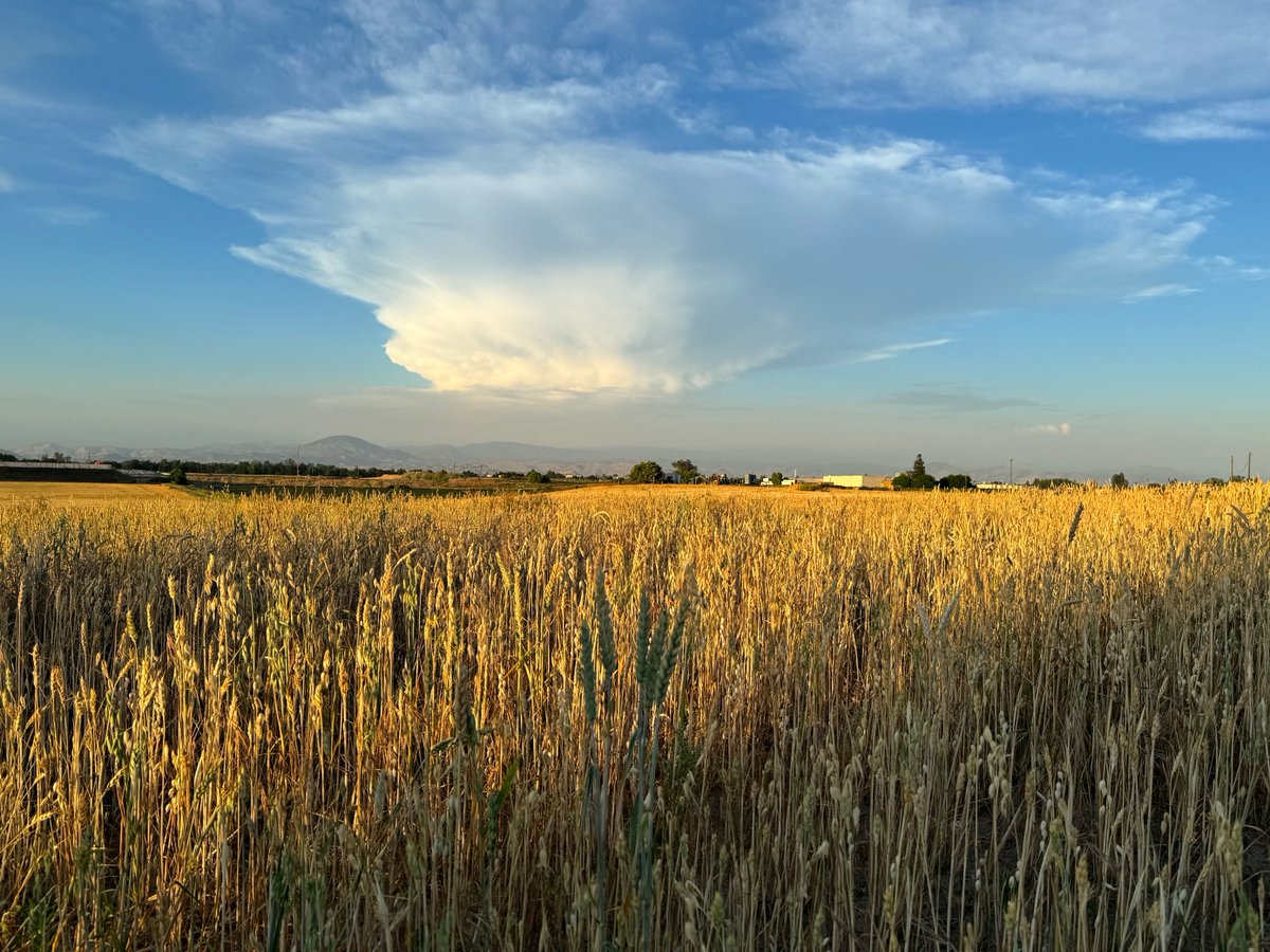 Beautiful!

Melvin Dueck took these gorgeous pictures of yesterday evening's thunderstorms in the Sierra Nevada from Reedley.

Reedley is about 30 miles south east of Fresno.
#cawx #thunderstorm #cumulonimbus #anvil #natwxdesk