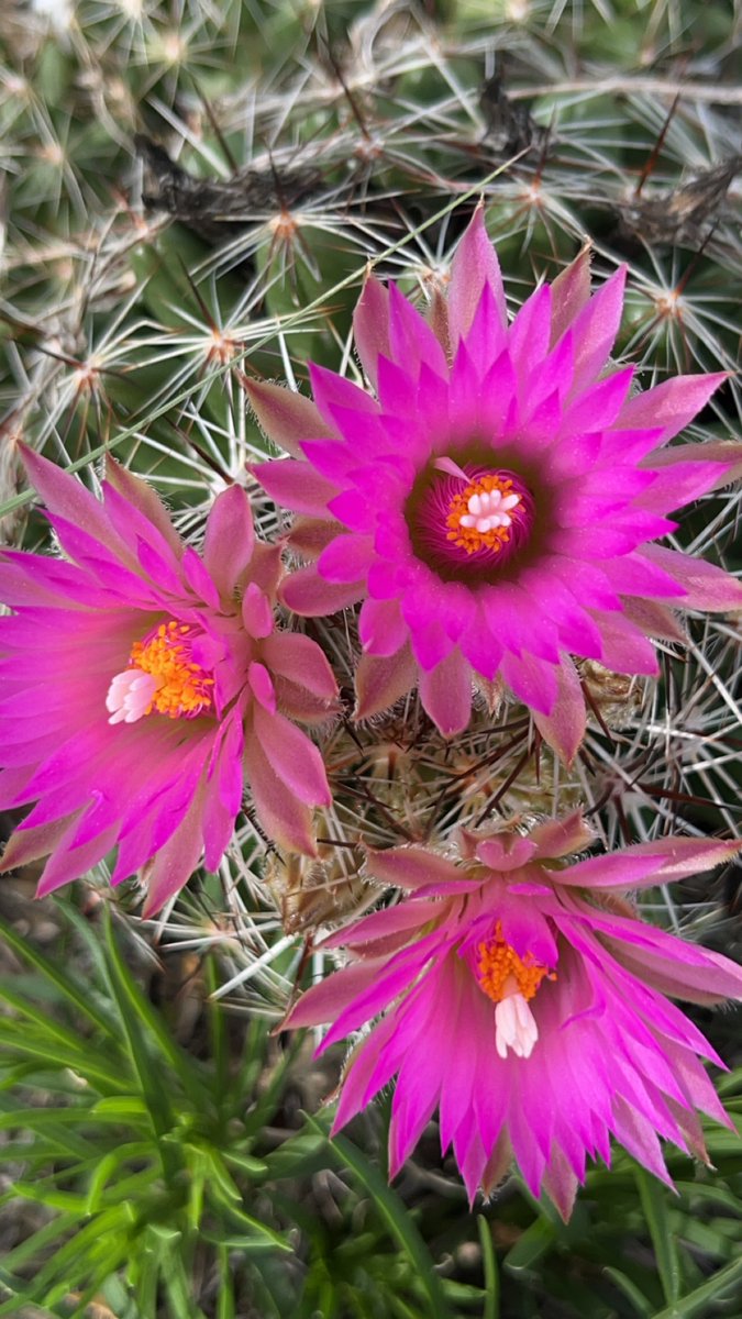 Be careful around this flower! 🌵
Purple Pincushions bloom with bright pink to red/purple flowers throughout the spring months of May &amp; June.
Pincushions bear small fruits through the summer - though the fruits are small - they can be a food source for wildlife &amp; humans.