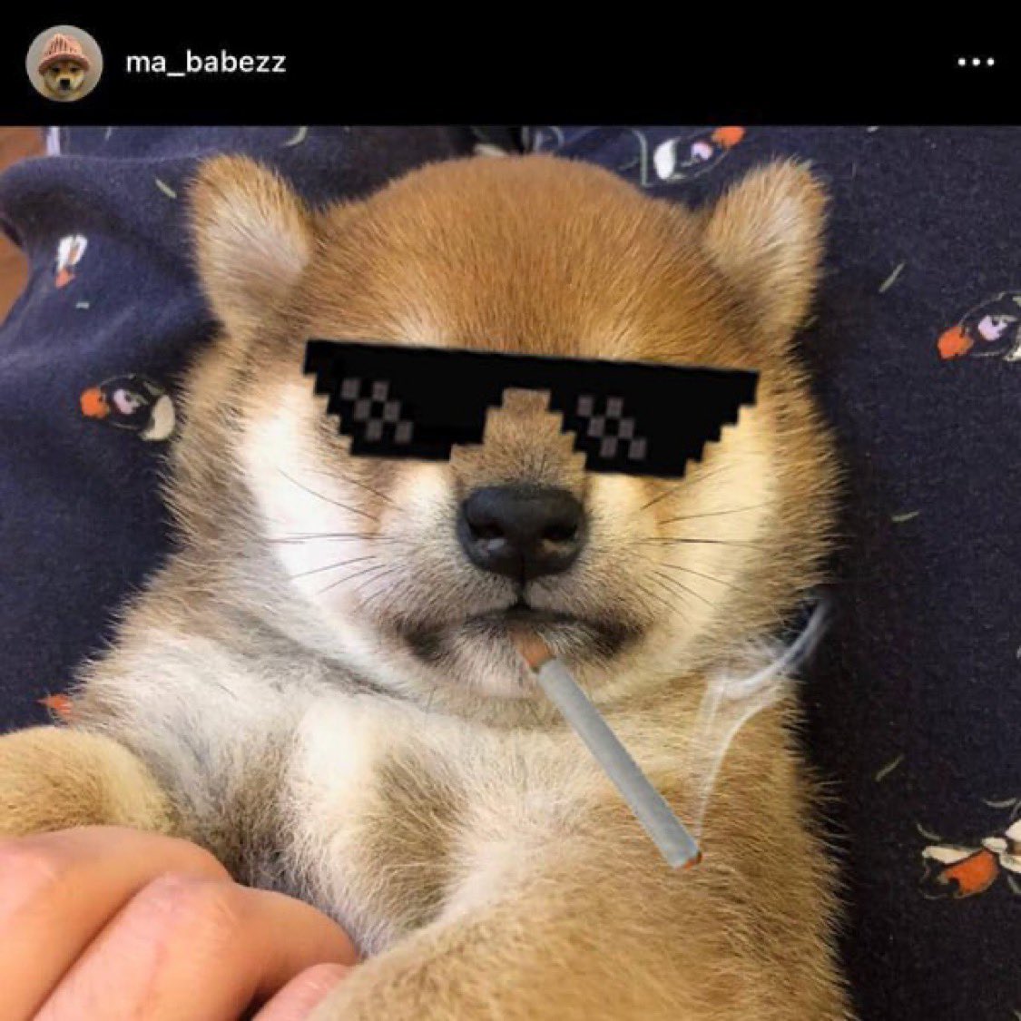 ShooweeLoowee's tweet image. Gambled $BWIF CTO after seeing the boys running it come together like chads 

100 people on VC rn pushing raids and making memes like crazy

Would love to see this send to millies 

dexscreener.com/solana/FLwZT6v…