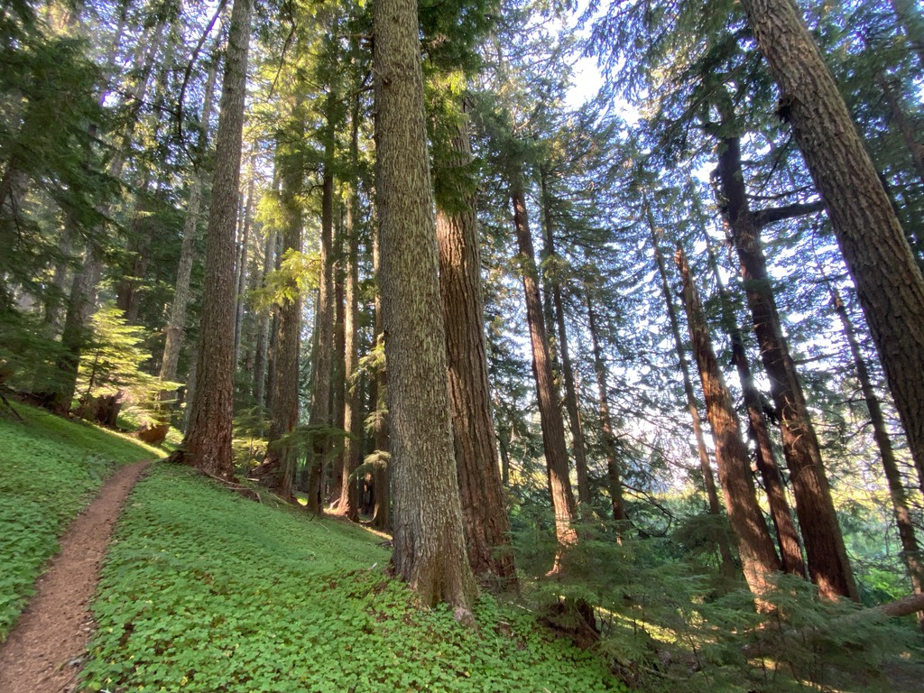 Amending the Northwest Forest Plan has been big news ever since it was announced- but what does that look like? Join this free informative webinar on 5/21 at 12pm to learn more about the NWFP! us06web.zoom.us/meeting/regist…