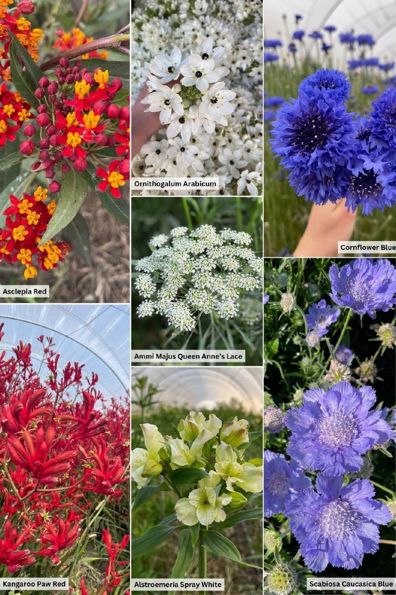 Red, White and Blue colors that are in production! ❤️🤍💙🤩
Blooms for Memorial Day, contact me for more info
#888camflor #cagrown #certifiedamericangrown #growershipper #originmatters #texture #novelty #variety #colors #redwhiteandblue #memorialdayflowers #summeriscoming