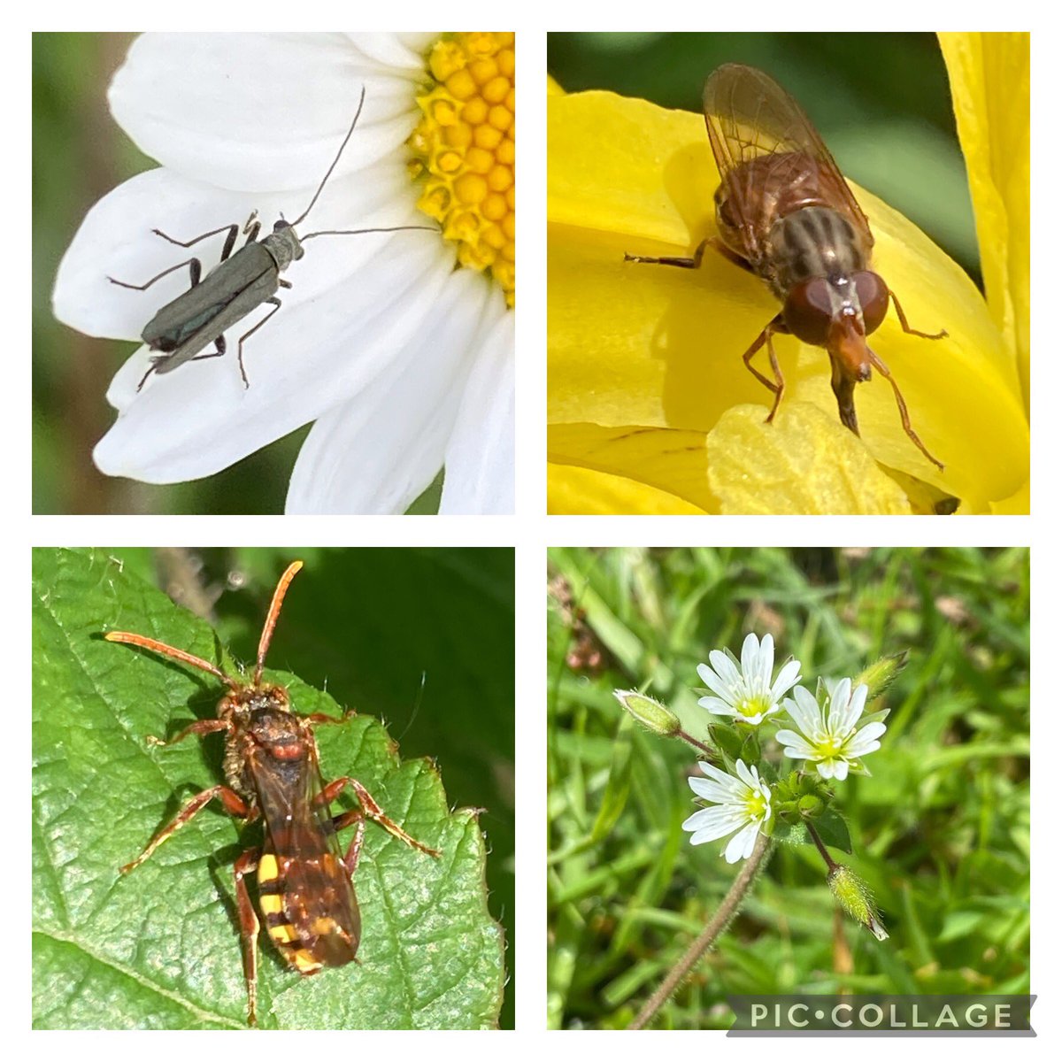 Huge appreciation to all who came to RoadToNature last night/today to support our Bioblitz 24..Here’s a few pics of just some of the fab folk,flora & fauna that show why RoadToNature is such a great place for nature & community. @NewportCouncil @LucyArnoldMatth @JenkinsBoobyer