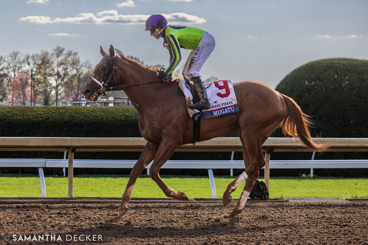 Mugatu was an also eligible for the @KentuckyDerby, but failed to draw into the field. He will instead run in the @PreaknessStakes tomorrow. The Jeff Engler trainee was fifth in the Grade I Blue Grass Stakes at @keeneland last time out.