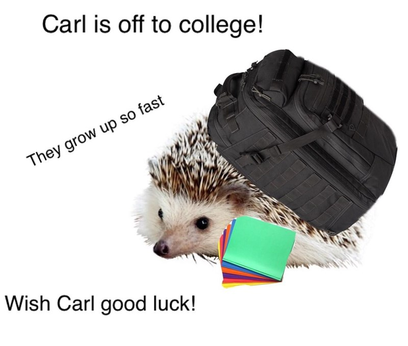 _This_is_Carl's tweet photo. Carl is off to college to learn more about cryptohogledge https://t.co/iasmQgB2my