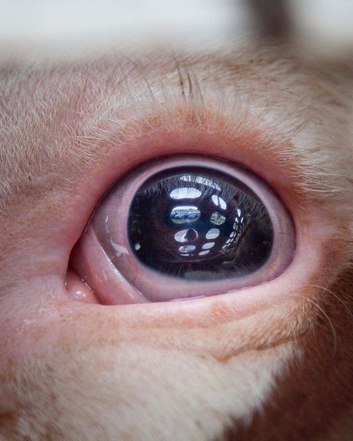 'Could a greater miracle take place than for us to look through each other's eyes for an instant.' Henry David Thoreau Think of their suffering go plant based. Join the Pigoneers help support the 100 rescue pigs @BTWsanctuary for only £2.50/$3.50 a month globalvegancrowdfunder.org/pigoneer-2000-…