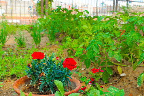 How to Grow a Wildflower Bed in the Middle of Your Veggie Garden

Full Guide 💬👀👉: sunnyveggie.com/how-to-grow-a-…

#GardeningX #GardeningTwitter #gardeninguk #GreenThumb #plants #indoorplants #nature #Greenery #gardenersworld #gardeningtips #MyGarden #soilhealth #organic #UkraineWar