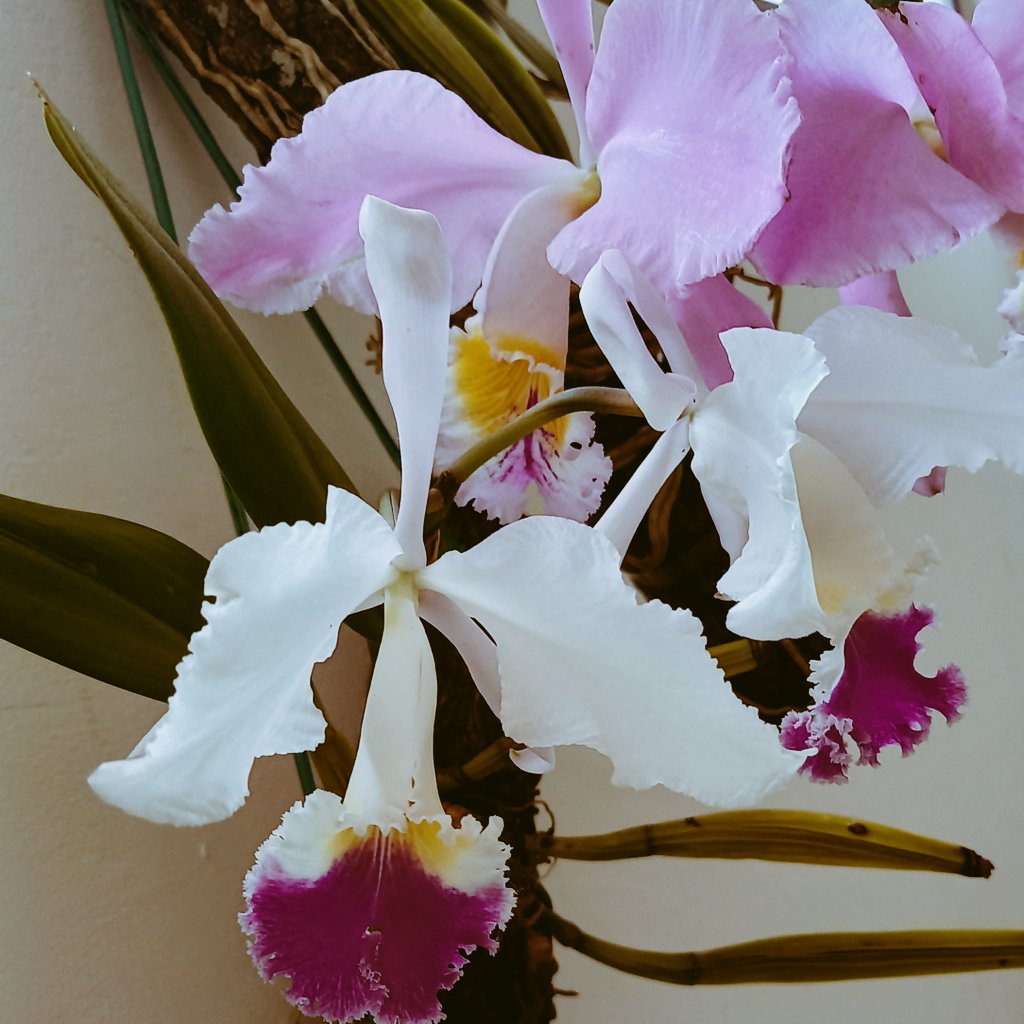 Cattleya mossiae y mendelli. Hermosa floración. #orquibor #orquibor2816 #orquídeas #Venezuela #orchids #ODV