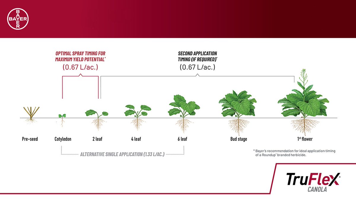 For best results in your #TruFlex canola, spray your first application at 0.67 L/ac. between cotyledon and two leaf stage ✨ 

We're big into maximizing yield potential, and know you are too. Visit bit.ly/2UKYplJ to learn more on optimal spray timing in #TruFlex canola.