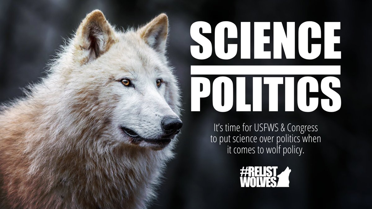The U.S. House just passed the misleadingly named Trust the Science Act which would see wolves status on the Endangered Species List dictated by Congress instead of experts & scientists. If passed in the Senate, all Gray Wolves lose protections. Act now at RelistWolves.Org