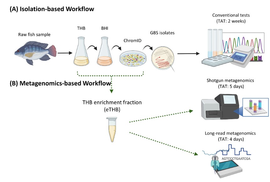 Using Group B Streptococcus (GBS) in freshwater fish as an example, scientists developed a metagenomics-based workflow for rapid food microbiological safety testing. Their findings pave the way for future methodological development. @JournalSpectrum: asm.social/1S9