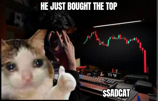Cat is sad. Chief is sad. Sad day 😿