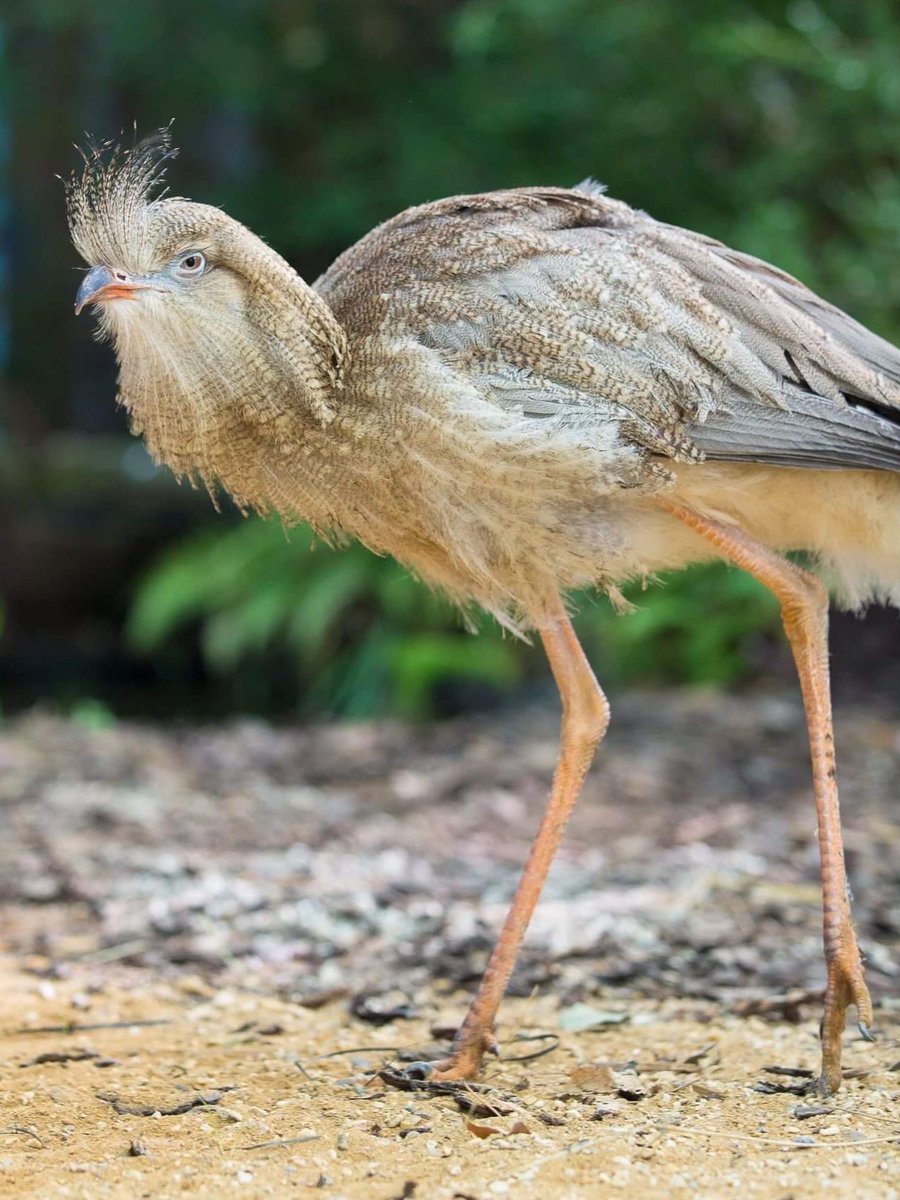 The red-legged #seriema is a relative of the prehistoric “terror birds”. They use their tall legs to stun their prey, then beat them to break their bones. 🫣 Our Coco does just that in our displays...but with a rubber snake instead! 😮‍💨 

#OwlOfTheWeek #FactFriday #TerrorBird
